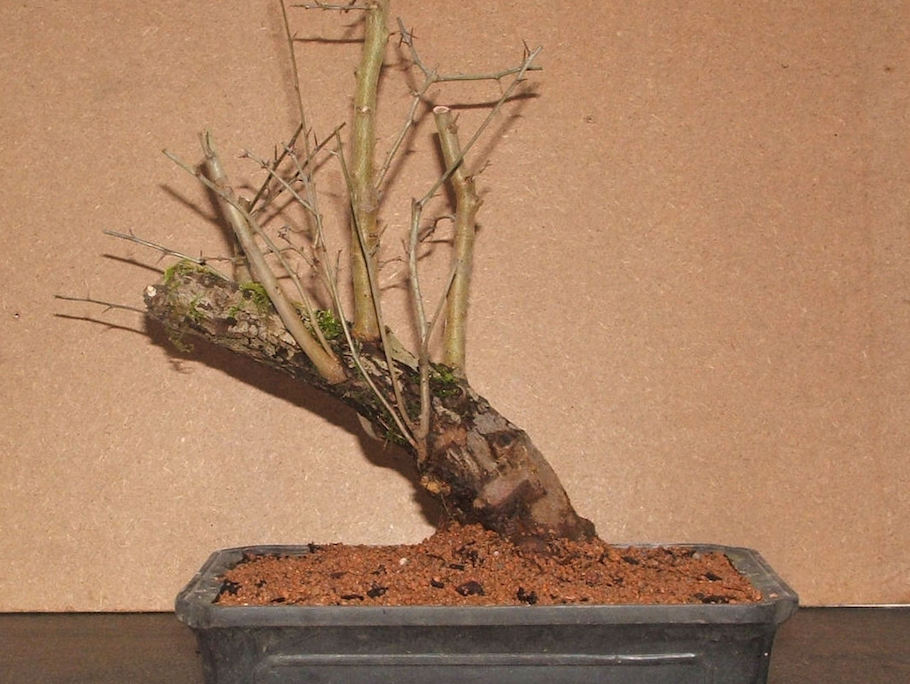 300 Semi Di Biancospino - Piante Resistente Per Vasi, Bonsai O Giardino, Alberi Da Frutto Decorativi - Foto 9