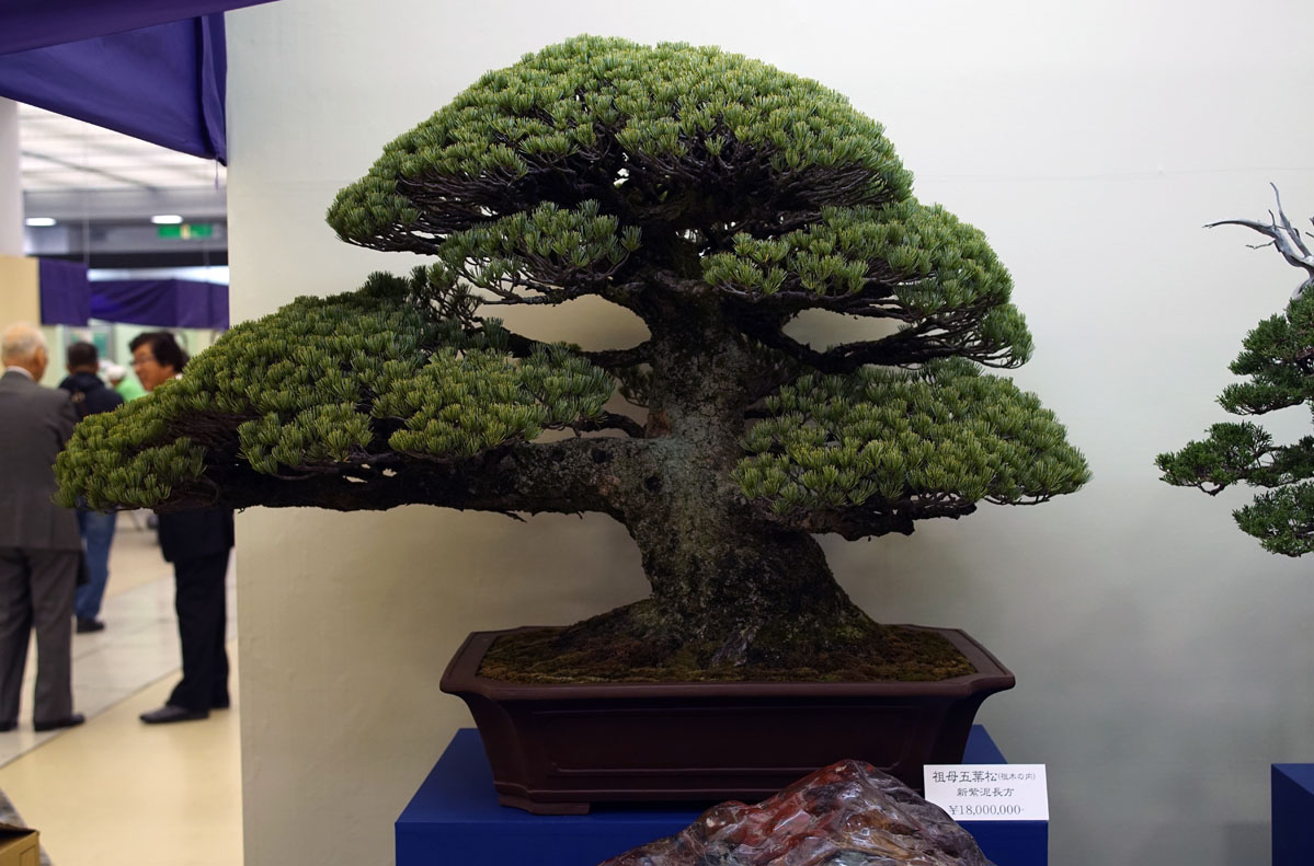 Taikan Ten 2018 Bonsai Empire taikan-ten-2018-bonsai-empire