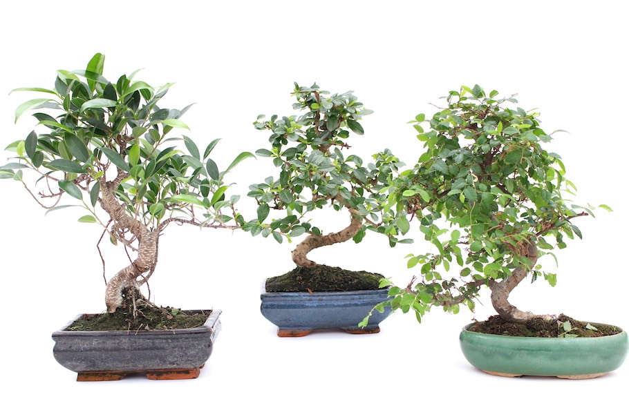 VUOI UN BONSAI VERO? NON ASPETTARE 