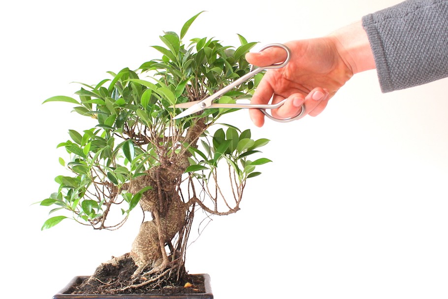 La potatura dei Bonsai, il taglio dei rami per formare l’albero