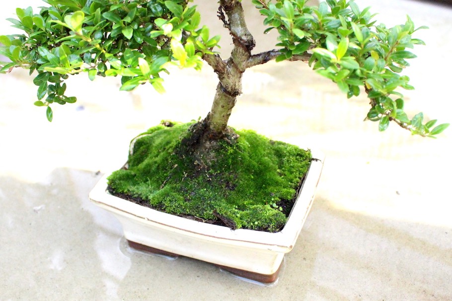 Bonsai, Partita Completa meditando e coltivando un albero in