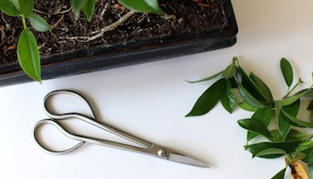 Formazione E Modellatura Dei Bonsai - Bonsai Empire - 10