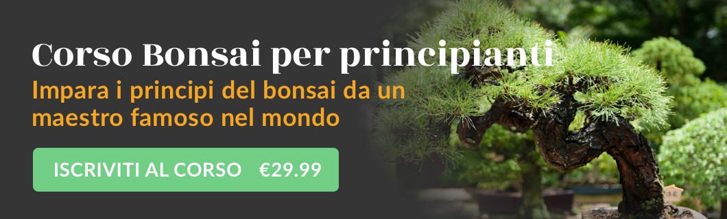 Corso Bonsai Per Principianti Bonsai Empire - 