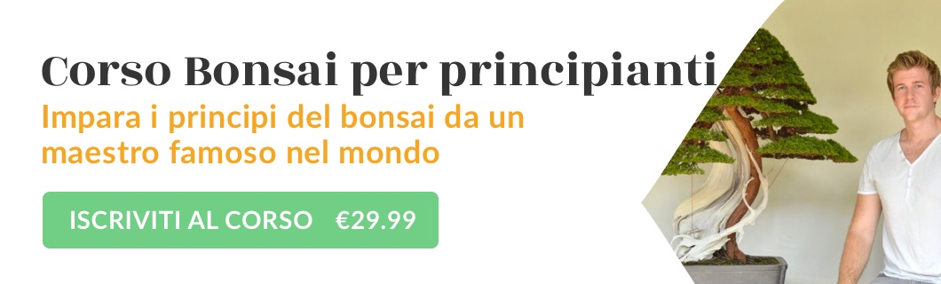 Piante Stronze Albero Di Bonsai, Cedro Giapponese O Sugi, Cryptomeria Piante Stronze Albero Di Bonsai, Cedro Giapponese O Sugi, Cryptomeria