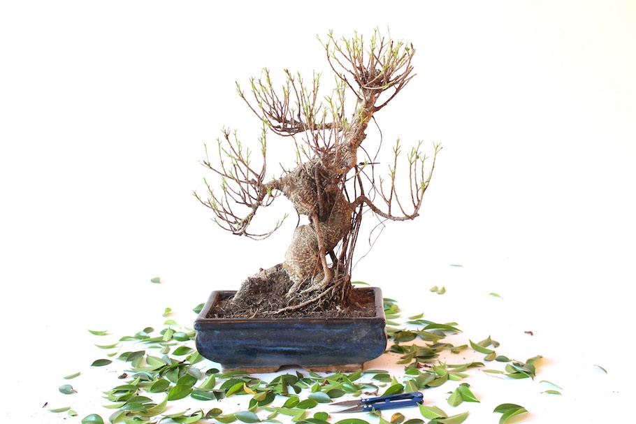 Resuscitare un bonsai: come recuperare un esemplare ormai morto