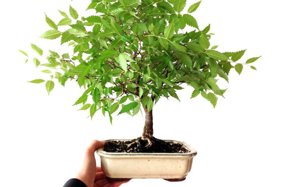 Come e quando rimuovere il filo dai nostri bonsai. 