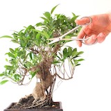 Potatura di un ficus