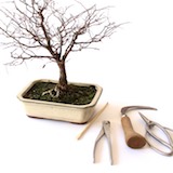 Attrezzi Bonsai