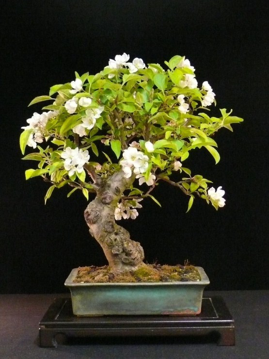 led bonsai 108 LED Multicolored - Vibrant Bonsai Tree Light