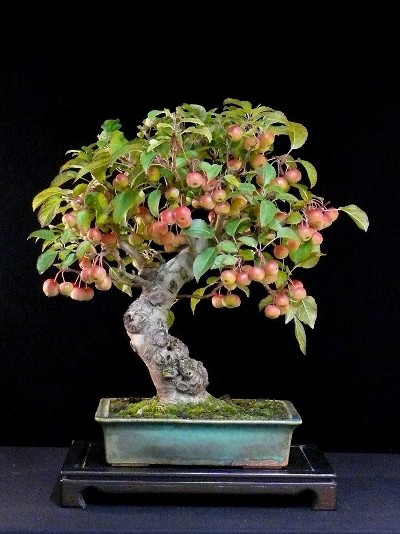 prima idea melo red sentinel Malus_spectabilis_Progression6_Picture8