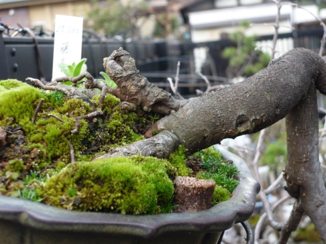 Pinzette Per Bonsai Fdit Con Spatola - Acciaio Inossidabile Antiruggine - Punta Dritta E Curva - Attrezzo Giapponese Per La Cura Del Bonsai