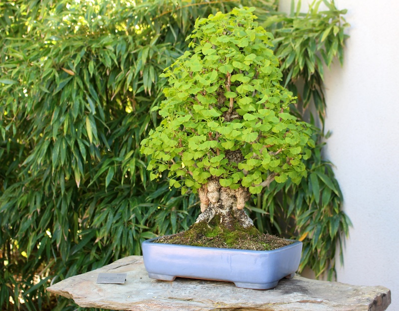 Ginkgo (Ginkgo biloba) Bonsai Empire