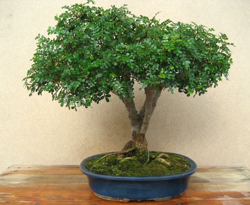 Chinese Pepper Bonsai