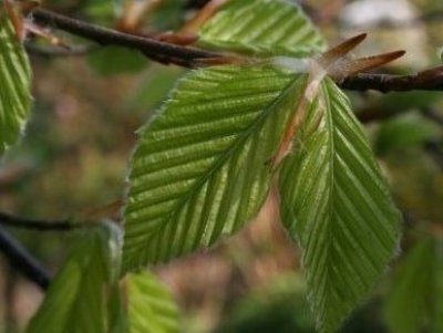 Fagus crenata Bonsai