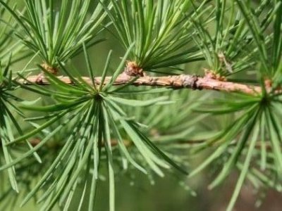 Larix decidua Bonsai