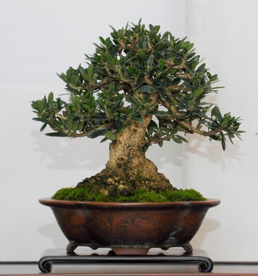 Guida Per La Manutenzione Di Bonsai Di Ulivo Olivo Bonsai Empire