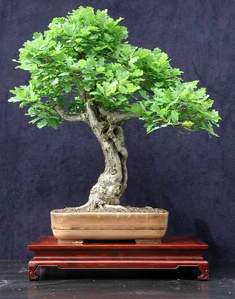 Bonsai oak tree