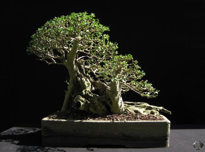 bonsai di ligustro