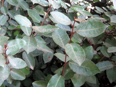 Silverberry bonsai