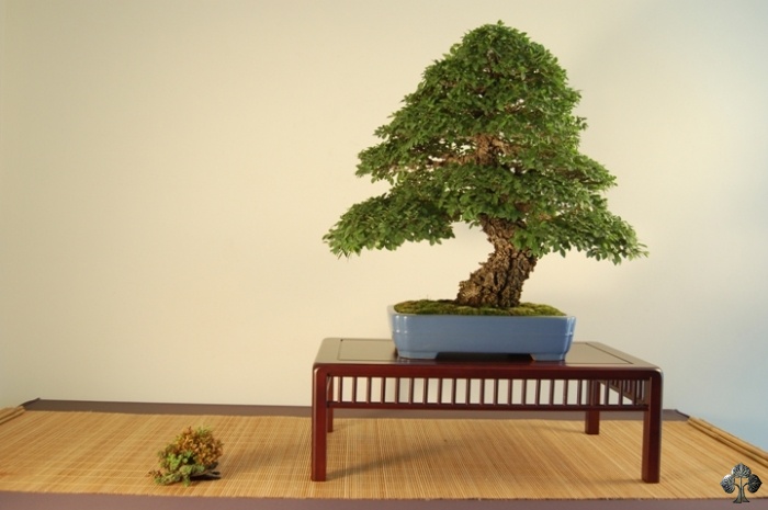 Bonsai di zelkova (olmo giapponese)