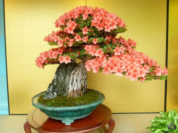 Top 10 Bonsai con i fiori Bonsai Empire