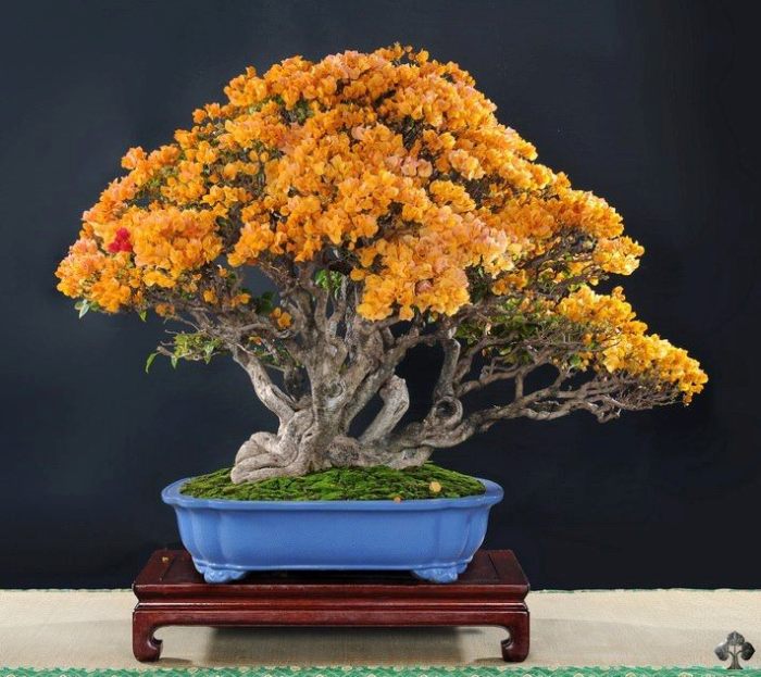 Orange flowers on this Bonsai