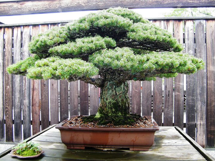 Prezzi Bonsai Bonsai Empire