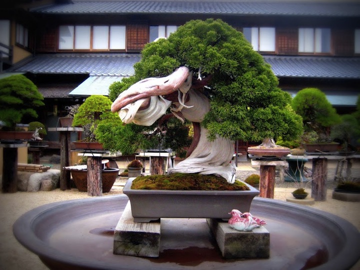 Bonsai in Shunkaen