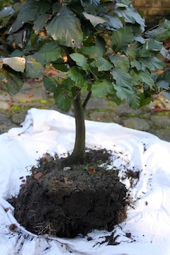 Collected tree yamadori