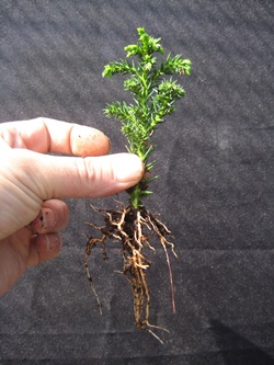 Crescere Alberi Da Talea Come Tecnica Di Coltivazione Bonsai Bonsai Empire