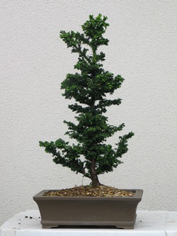 5 year old Bonsai