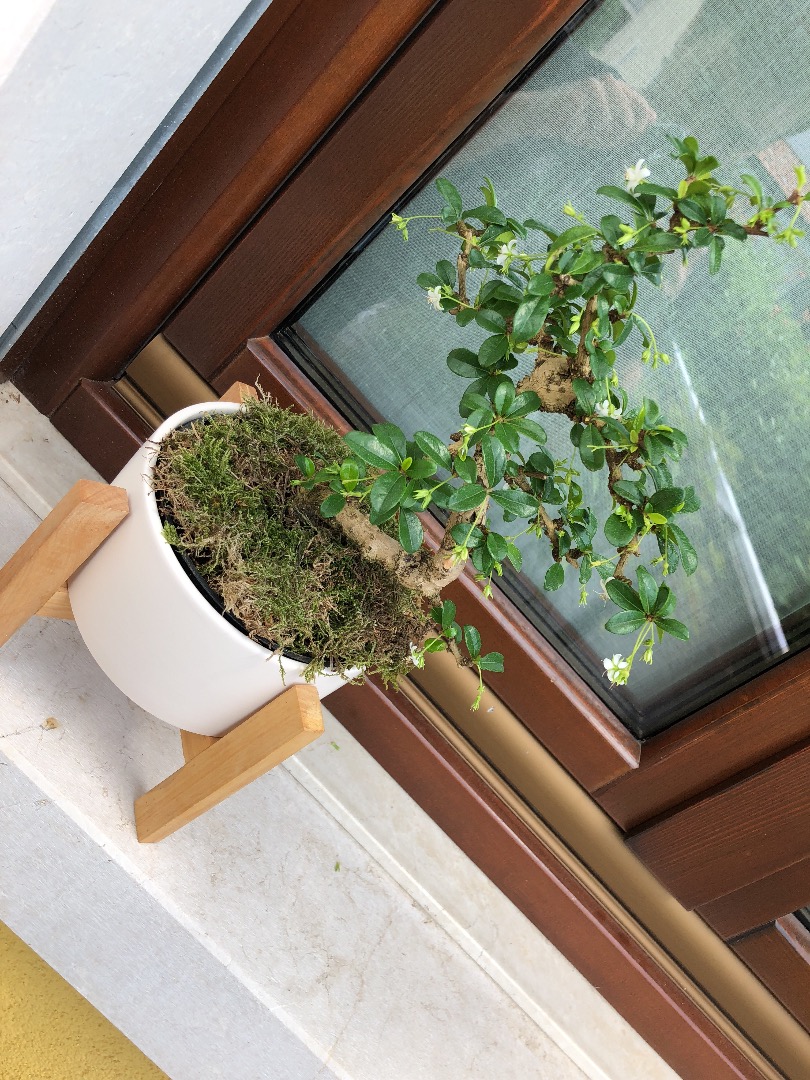 Carmona Bonsai forum Bonsai Empire