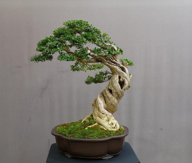 Si pu fare bonsai di limone? - Bonsai forum - Bonsai Empire
