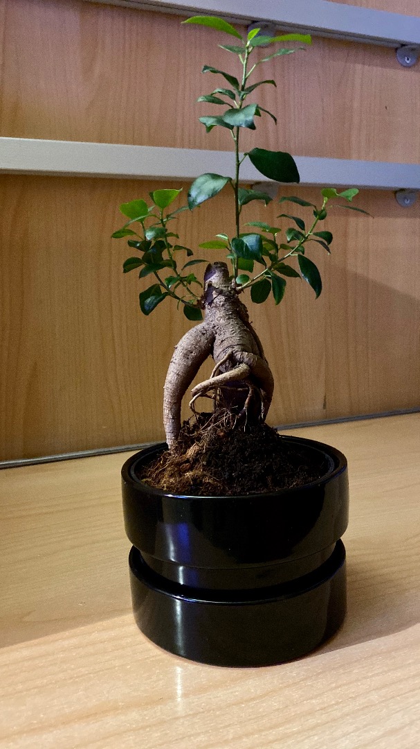 Consulenza Bonsai forum Bonsai Empire