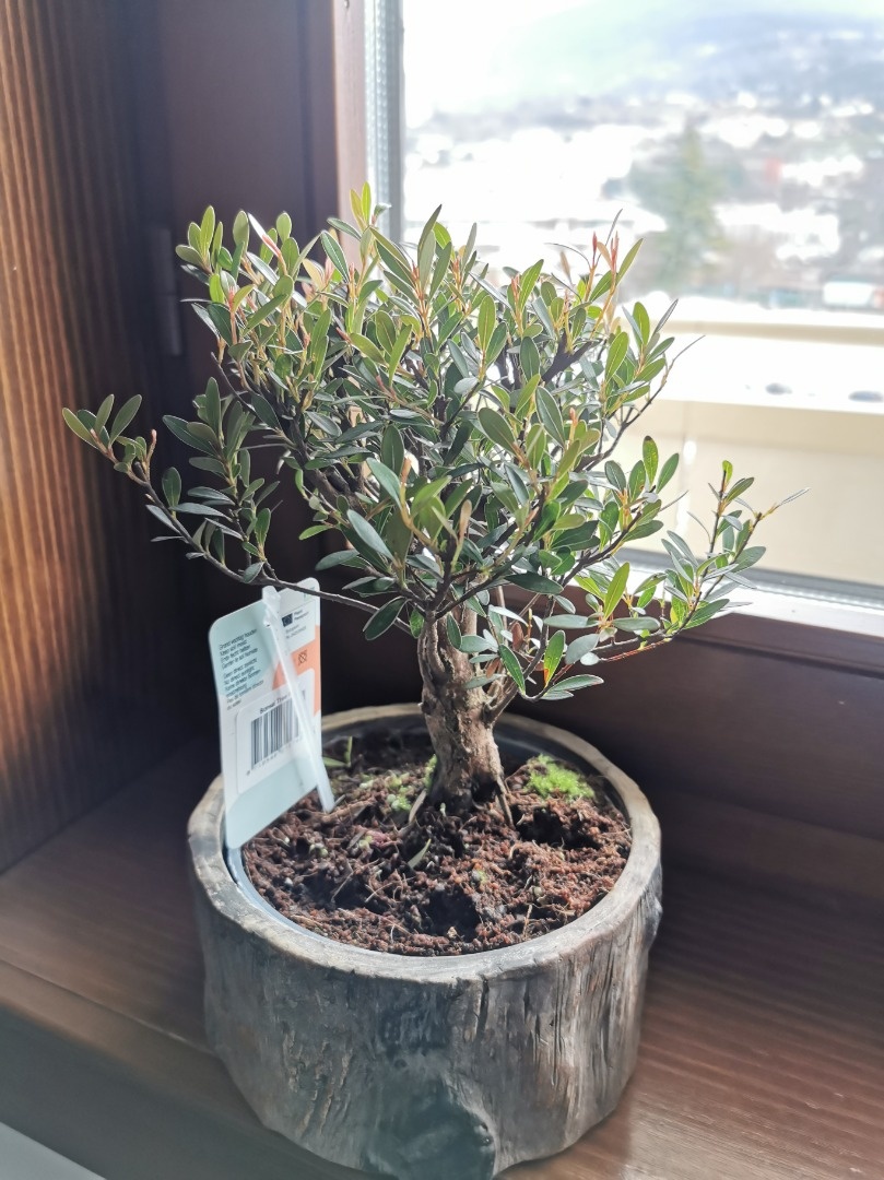 Info Bonsai forum Bonsai Empire