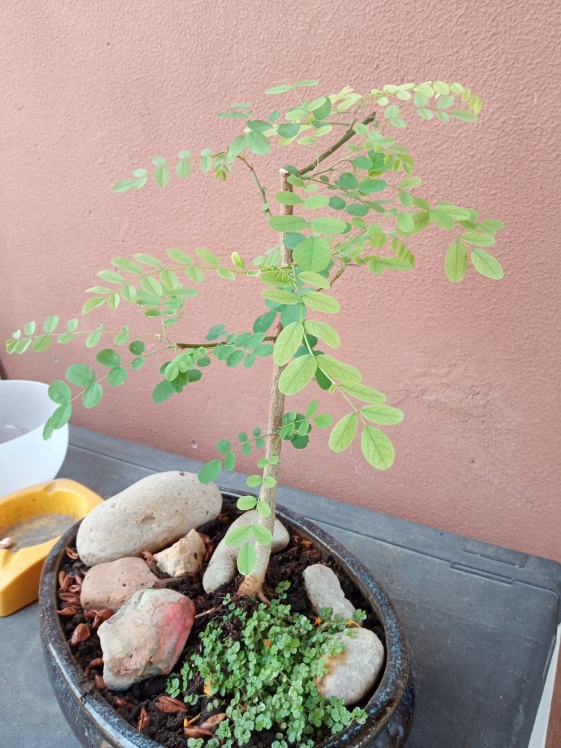 Pseudoacacia Bonsai forum Bonsai Empire